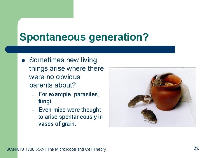 Spontaneous generation? l Sometimes new living things arise where there were no obvious parents