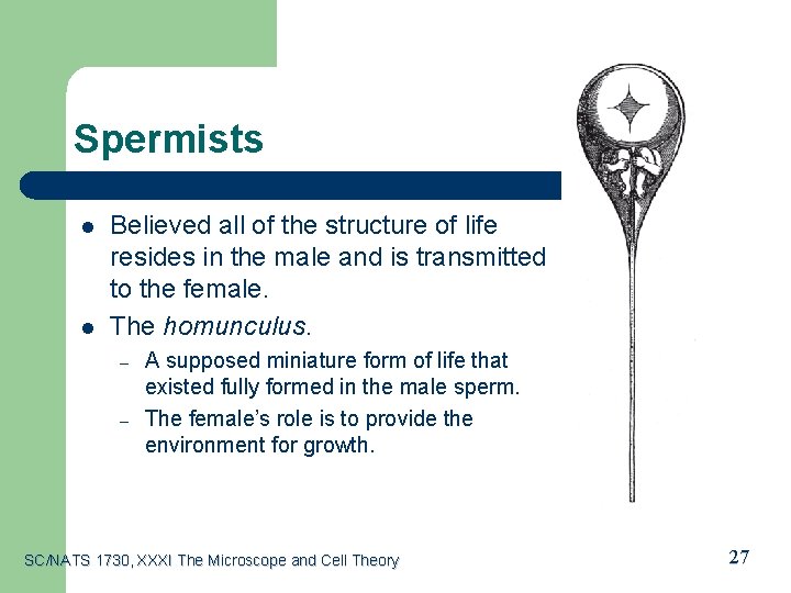 Spermists l l Believed all of the structure of life resides in the male