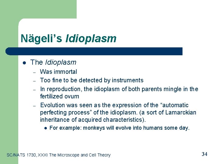 Nägeli’s Idioplasm l The Idioplasm – – Was immortal Too fine to be detected