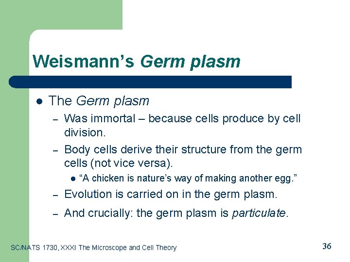 Weismann’s Germ plasm l The Germ plasm – – Was immortal – because cells