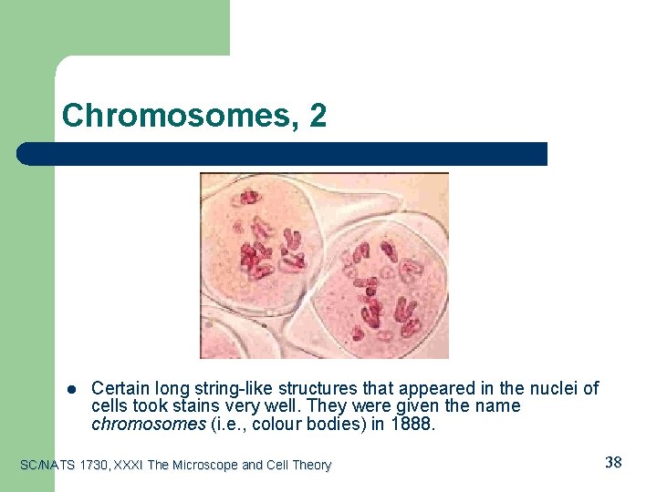 Chromosomes, 2 l Certain long string-like structures that appeared in the nuclei of cells