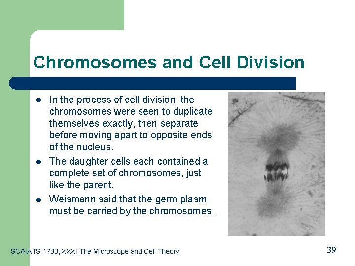 Chromosomes and Cell Division l l l In the process of cell division, the