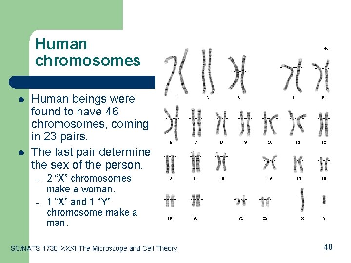 Human chromosomes l l Human beings were found to have 46 chromosomes, coming in