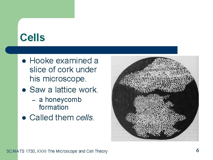 Cells l l Hooke examined a slice of cork under his microscope. Saw a