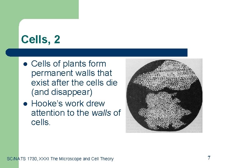 Cells, 2 l l Cells of plants form permanent walls that exist after the