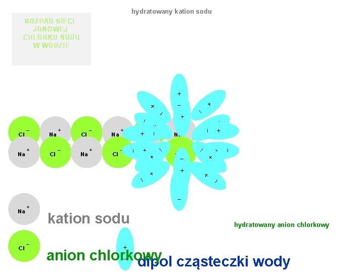 hydratowany kation sodu ROZPAD SIECI JONOWEJ CHLORKU SODU W WODZIE _ + + Na