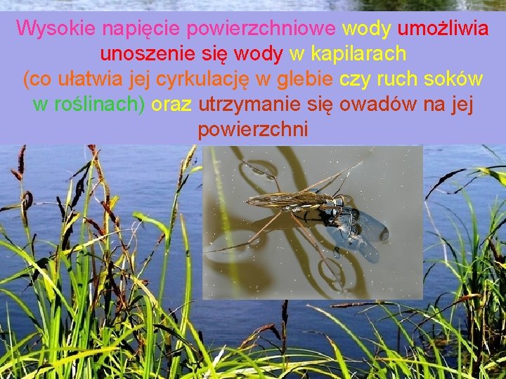 Wysokie napięcie powierzchniowe wody umożliwia unoszenie się wody w kapilarach (co ułatwia jej cyrkulację