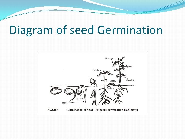 Diagram of seed Germination 