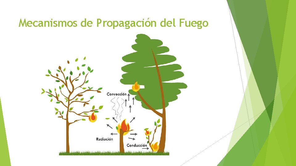 Mecanismos de Propagación del Fuego 