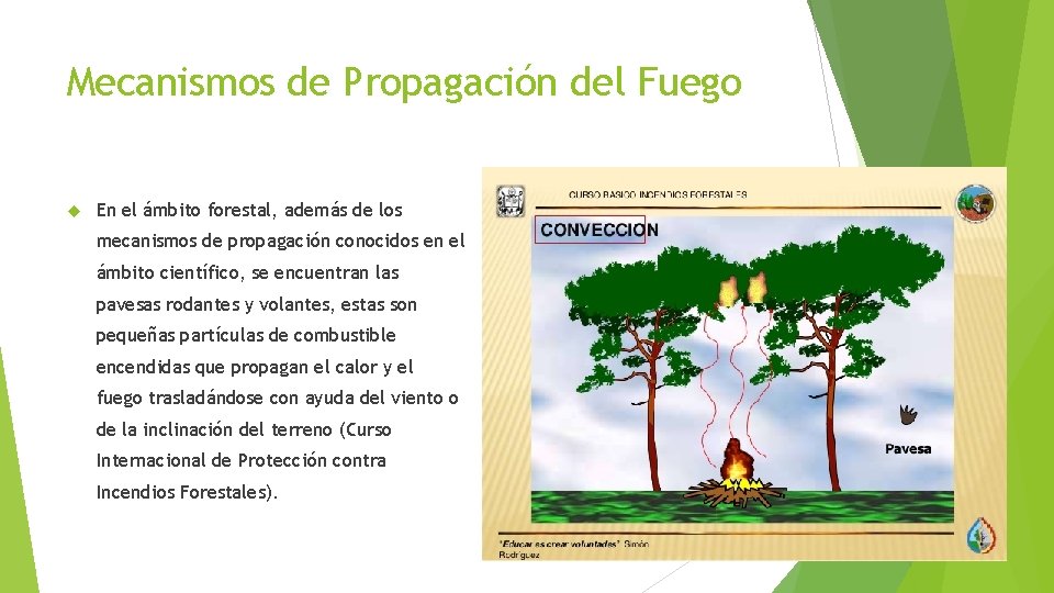 Mecanismos de Propagación del Fuego En el ámbito forestal, además de los mecanismos de