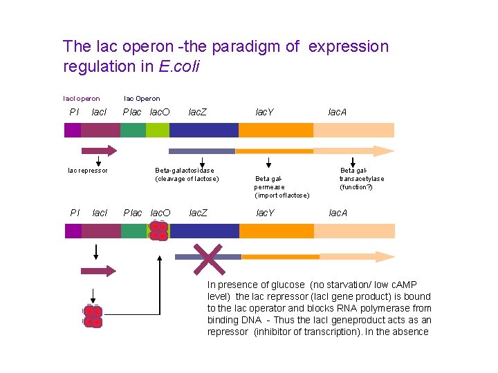 The lac operon -the paradigm of expression regulation in E. coli lac. I operon