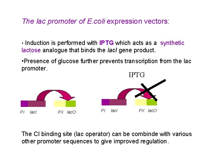 The lac promoter of E. coli expression vectors: • Induction is performed with IPTG