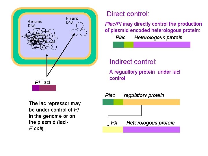 Genomic DNA Plasmid DNA Direct control: Plac/PI may directly control the production of plasmid