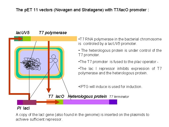 The p. ET 11 vectors (Novagen and Stratagene) with T 7/lac. O promoter :