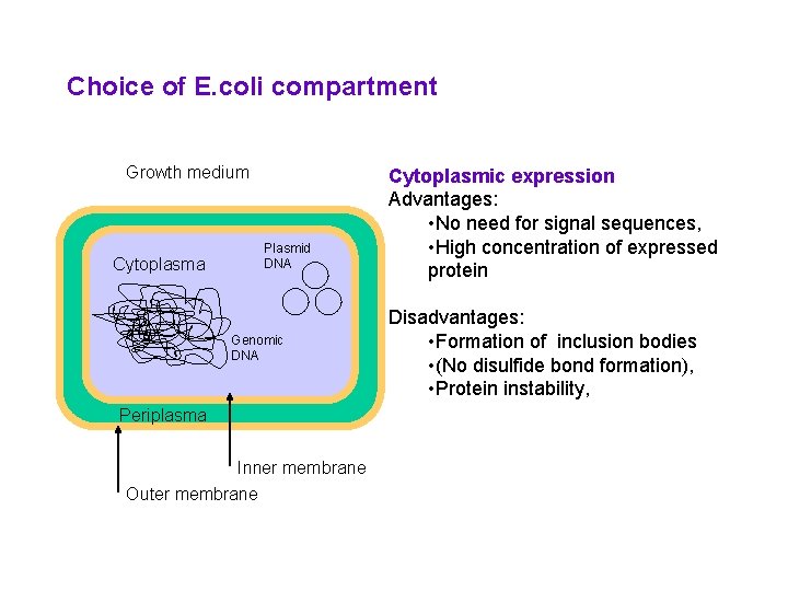 Choice of E. coli compartment Growth medium Cytoplasma Plasmid DNA Genomic DNA Periplasma Inner