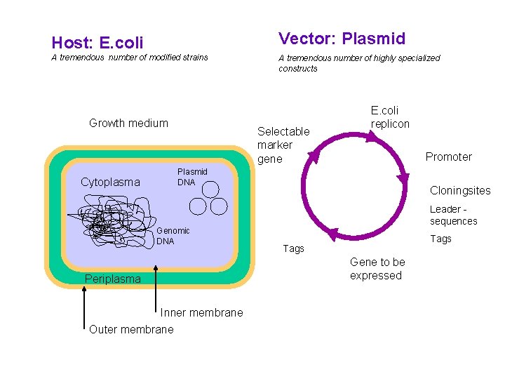 Host: E. coli Vector: Plasmid A tremendous number of modified strains A tremendous number