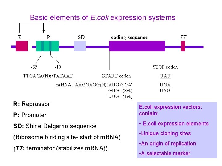 Basic elements of E. coli expression systems R P -35 SD coding sequence -10