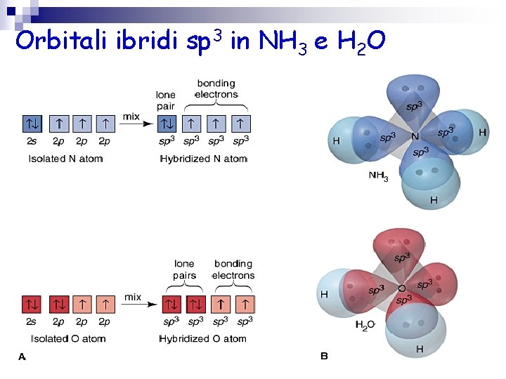 Orbitali ibridi sp 3 in NH 3 e H 2 O 