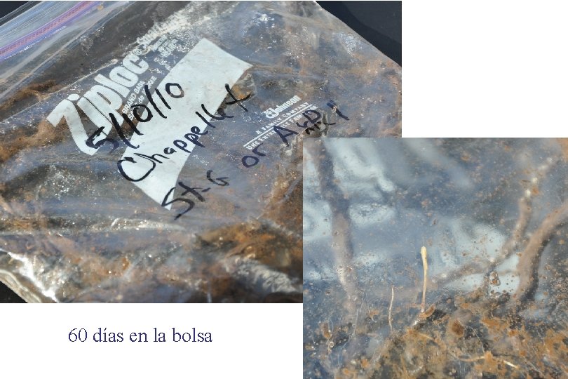 60 días en la bolsa 60 días en la bolsa