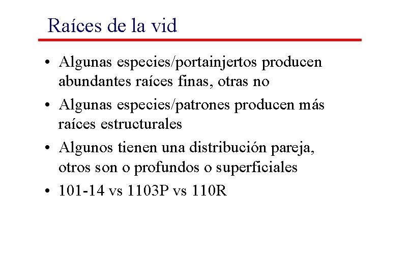 Raíces de la vid • Algunas especies/portainjertos producen abundantes raíces finas, otras no • Raíces de la vid • Algunas especies/portainjertos producen abundantes raíces finas, otras no •