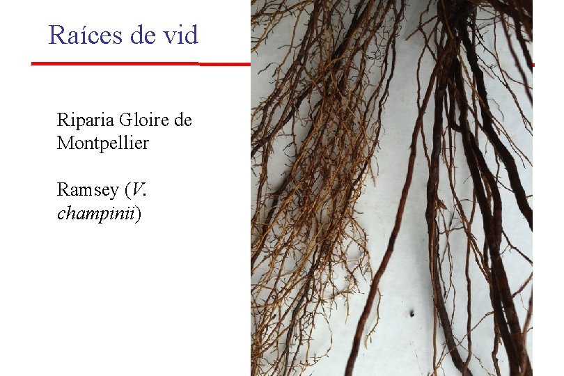 Raíces de vid Riparia Gloire de Montpellier Ramsey (V. champinii) Fredericksburg, TX Raíces de vid Riparia Gloire de Montpellier Ramsey (V. champinii) Fredericksburg, TX