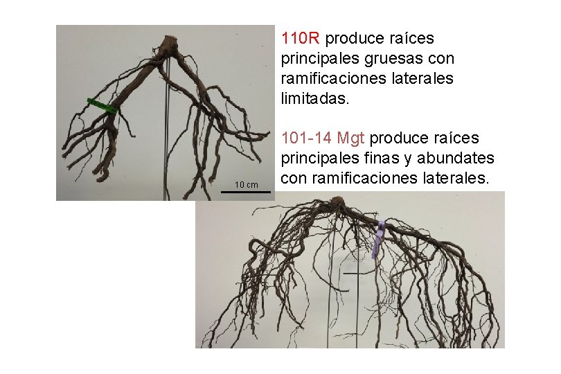 110 R produce raíces principales gruesas con ramificaciones laterales limitadas. 10 cm 101 -14 110 R produce raíces principales gruesas con ramificaciones laterales limitadas. 10 cm 101 -14