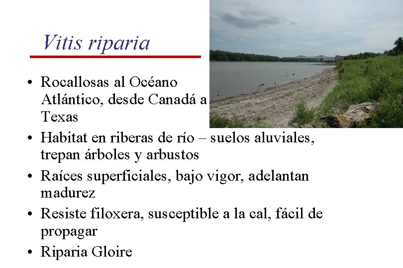 Vitis riparia • Rocallosas al Océano Atlántico, desde Canadá a Texas • Habitat en Vitis riparia • Rocallosas al Océano Atlántico, desde Canadá a Texas • Habitat en