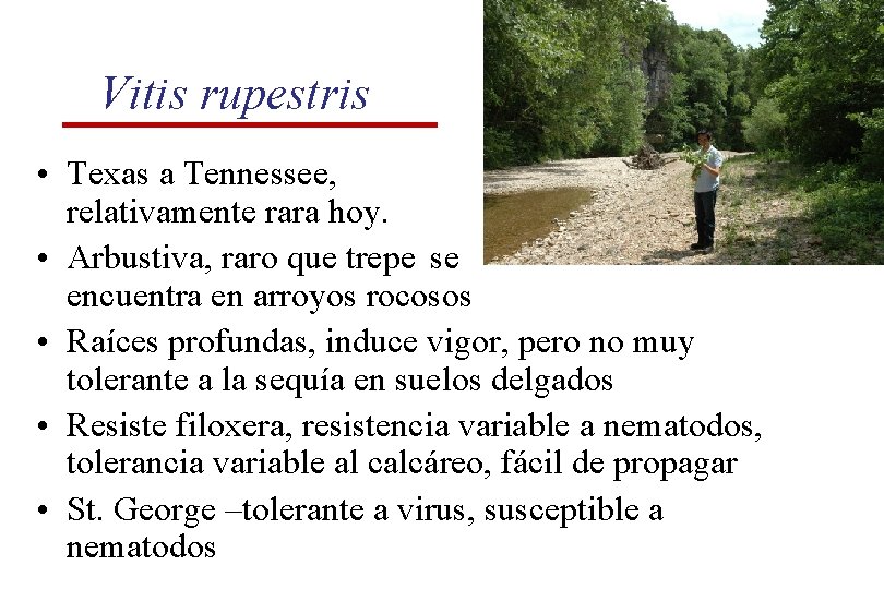 Vitis rupestris • Texas a Tennessee, relativamente rara hoy. • Arbustiva, raro que trepe Vitis rupestris • Texas a Tennessee, relativamente rara hoy. • Arbustiva, raro que trepe