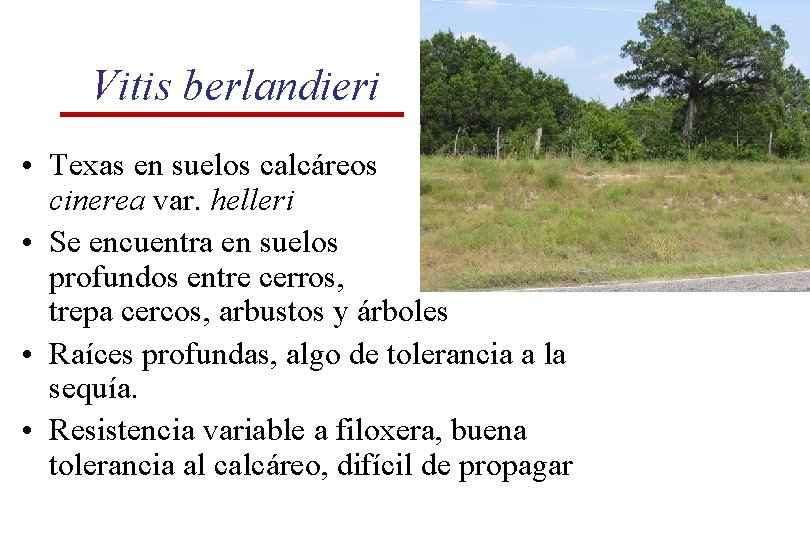 Vitis berlandieri • Texas en suelos calcáreos V. cinerea var. helleri • Se encuentra Vitis berlandieri • Texas en suelos calcáreos V. cinerea var. helleri • Se encuentra