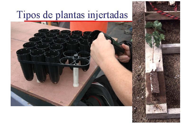 Tipos de plantas injertadas Tipos de plantas injertadas