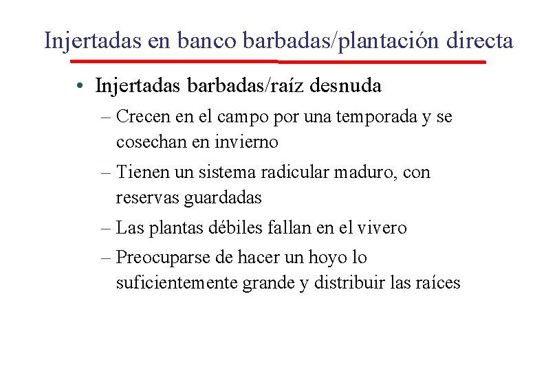 Injertadas en banco barbadas/plantación directa • Injertadas barbadas/raíz desnuda – Crecen en el campo Injertadas en banco barbadas/plantación directa • Injertadas barbadas/raíz desnuda – Crecen en el campo