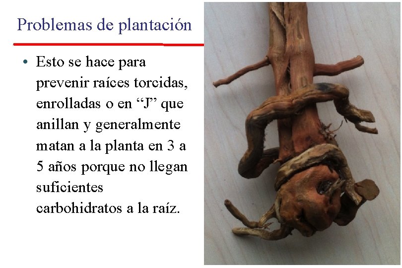 Problemas de plantación • Esto se hace para prevenir raíces torcidas, enrolladas o en Problemas de plantación • Esto se hace para prevenir raíces torcidas, enrolladas o en