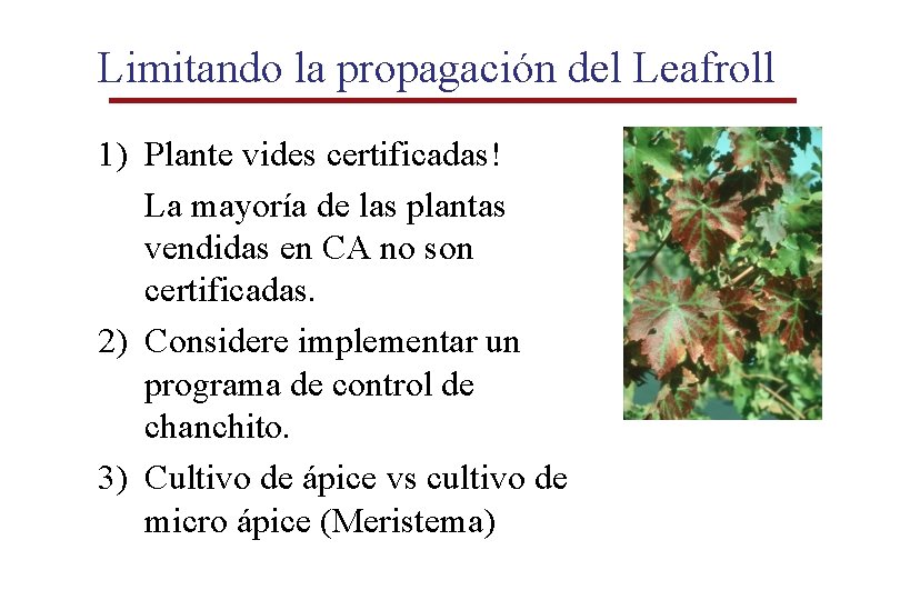 Limitando la propagación del Leafroll 1) Plante vides certificadas! La mayoría de las plantas Limitando la propagación del Leafroll 1) Plante vides certificadas! La mayoría de las plantas