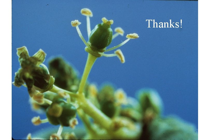 Thanks! Thanks!