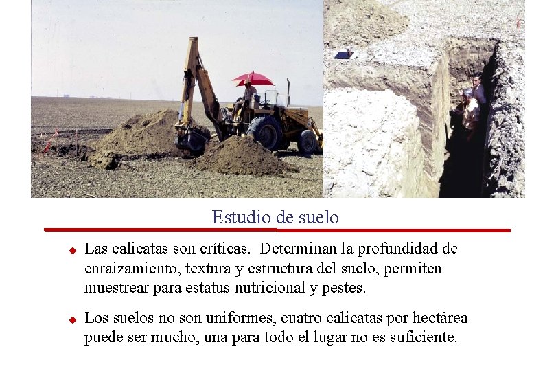 Estudio de suelo u u Las calicatas son críticas. Determinan la profundidad de enraizamiento, Estudio de suelo u u Las calicatas son críticas. Determinan la profundidad de enraizamiento,