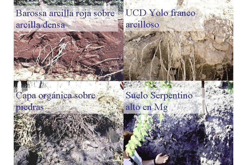 Barossa arcilla roja sobre arcilla densa UCD Yolo franco arcilloso Capa orgánica sobre piedras Barossa arcilla roja sobre arcilla densa UCD Yolo franco arcilloso Capa orgánica sobre piedras