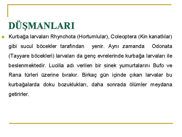 DÜŞMANLARI n Kurbağa larvaları Rhynchota (Hortumlular), Coleoptera (Kin kanatlılar) gibi sucul böcekler tarafından yenir.