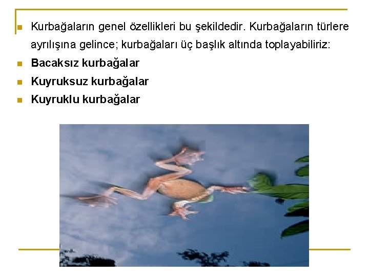 n Kurbağaların genel özellikleri bu şekildedir. Kurbağaların türlere ayrılışına gelince; kurbağaları üç başlık altında