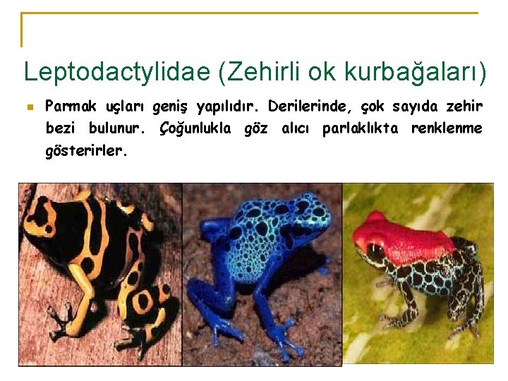 Leptodactylidae (Zehirli ok kurbağaları) n Parmak uçları geniş yapılıdır. Derilerinde, çok sayıda zehir bezi