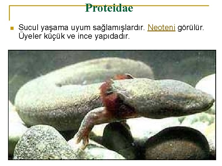 Proteidae n Sucul yaşama uyum sağlamışlardır. Neoteni görülür. Üyeler küçük ve ince yapıdadır. 