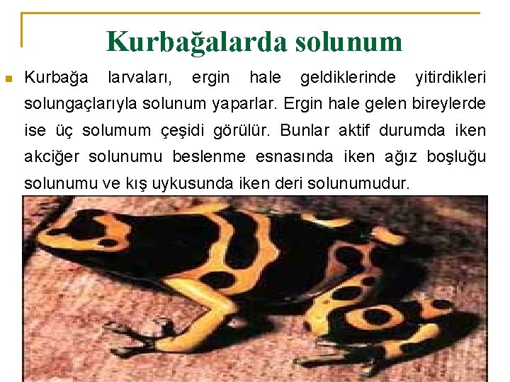 Kurbağalarda solunum n Kurbağa larvaları, ergin hale geldiklerinde yitirdikleri solungaçlarıyla solunum yaparlar. Ergin hale