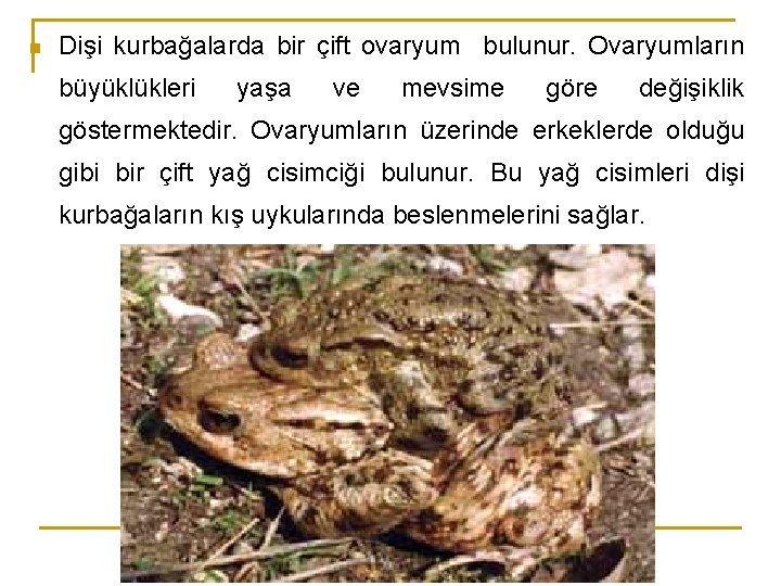 n Dişi kurbağalarda bir çift ovaryum bulunur. Ovaryumların büyüklükleri yaşa ve mevsime göre değişiklik