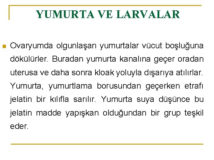 YUMURTA VE LARVALAR n Ovaryumda olgunlaşan yumurtalar vücut boşluğuna dökülürler. Buradan yumurta kanalına geçer