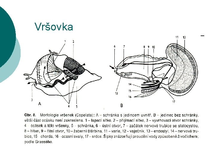 Vršovka 