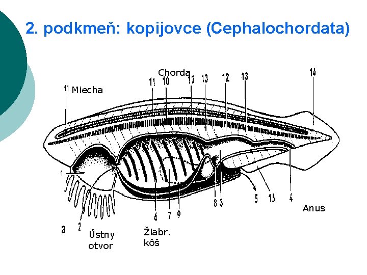 2. podkmeň: kopijovce (Cephalochordata) Chorda Miecha Anus Ústny otvor Žiabr. kôš 