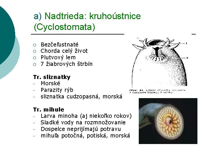 a) Nadtrieda: kruhoústnice (Cyclostomata) ¡ ¡ Bezčeľustnaté Chorda celý život Plutvový lem 7 žiabrových