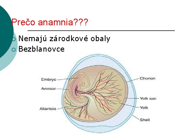 Prečo anamnia? ? ? Nemajú zárodkové obaly ¡ Bezblanovce ¡ 