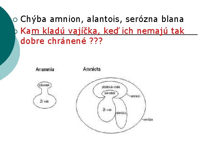 Chýba amnion, alantois, serózna blana ¡ Kam kladú vajíčka, keď ich nemajú tak dobre