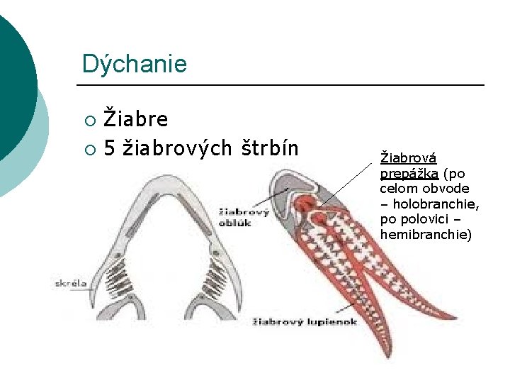 Dýchanie Žiabre ¡ 5 žiabrových štrbín ¡ Žiabrová prepážka (po celom obvode – holobranchie,