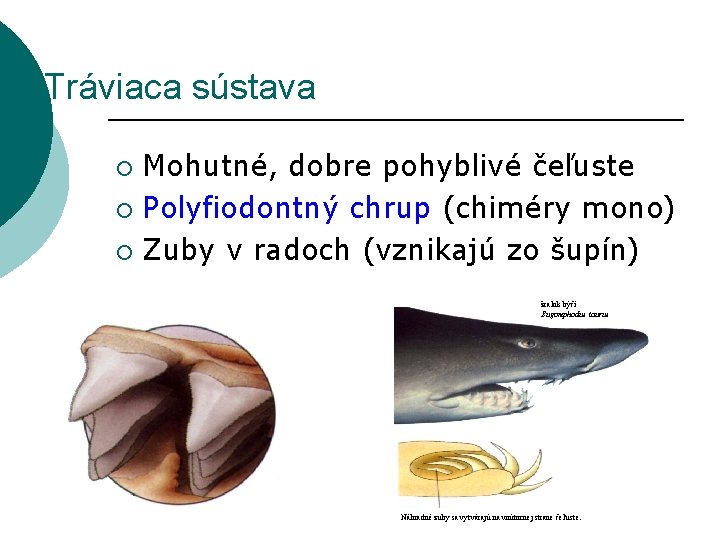 Tráviaca sústava Mohutné, dobre pohyblivé čeľuste ¡ Polyfiodontný chrup (chiméry mono) ¡ Zuby v